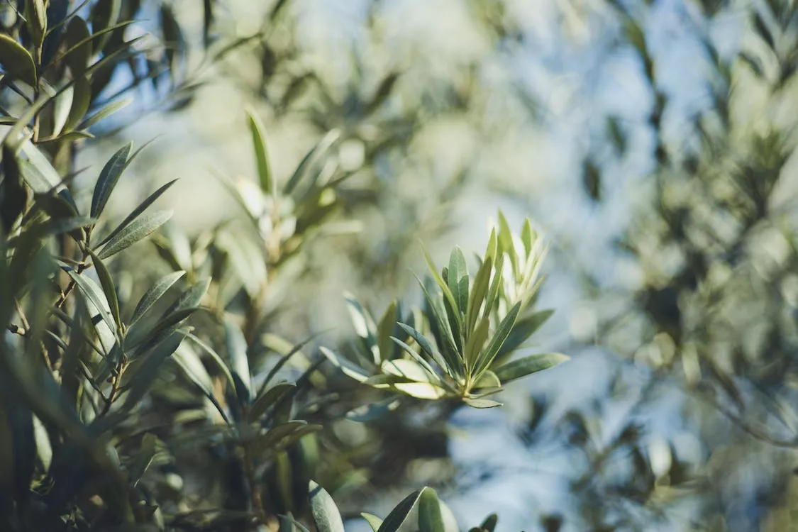 Zeytin Yaprağının Kullanımı ve Faydaları