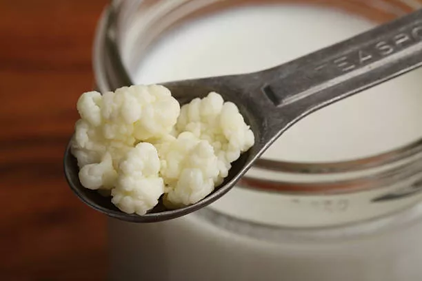 Süt Ürünleri, kefir