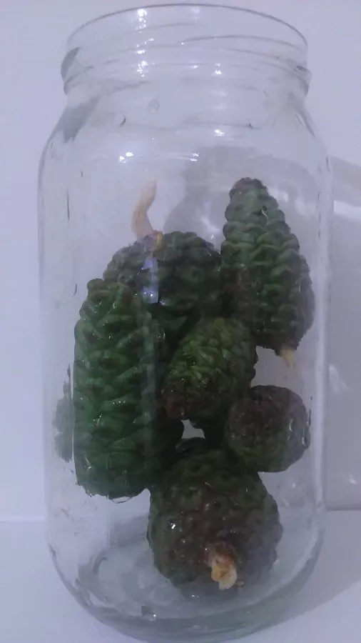 Çam kozalağı sirkesi