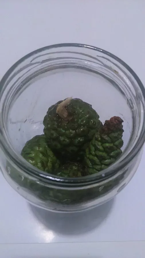 Çam kozalağı sirkesi