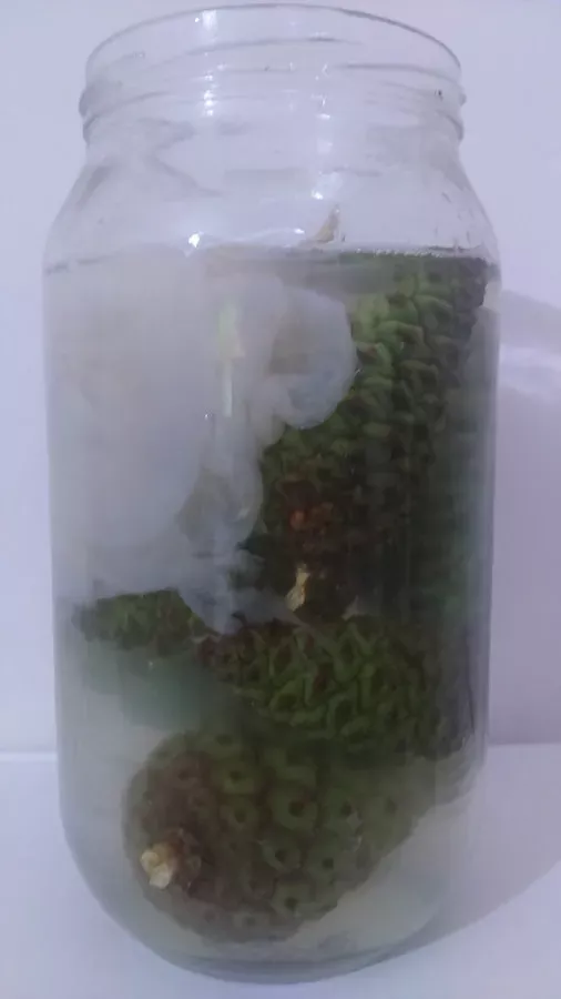 Çam kozalağı sirkesi