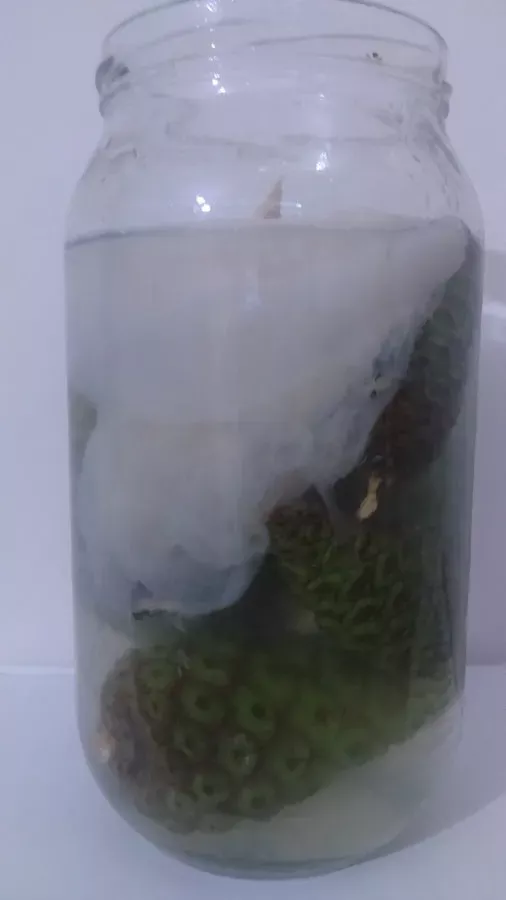 Çam kozalağı sirkesi
