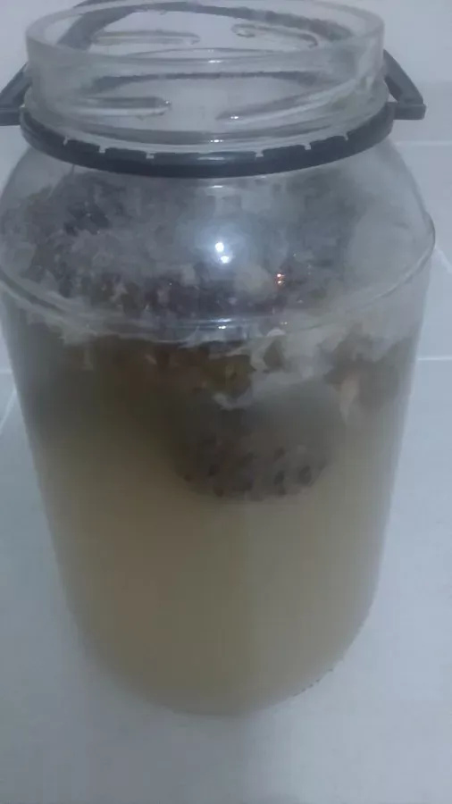 Çam kozalağı sirkesi