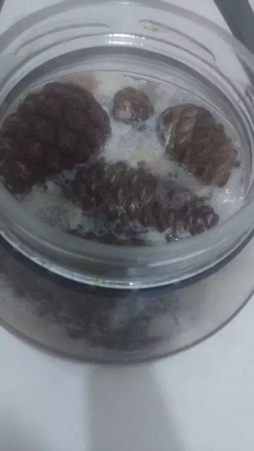 Çam kozalağı sirkesi