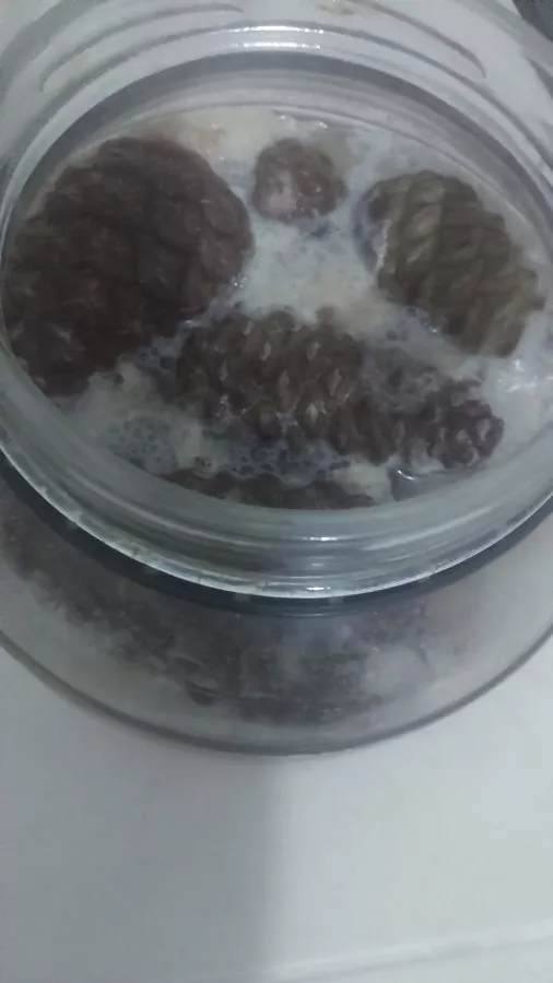 Çam kozalağı sirkesi