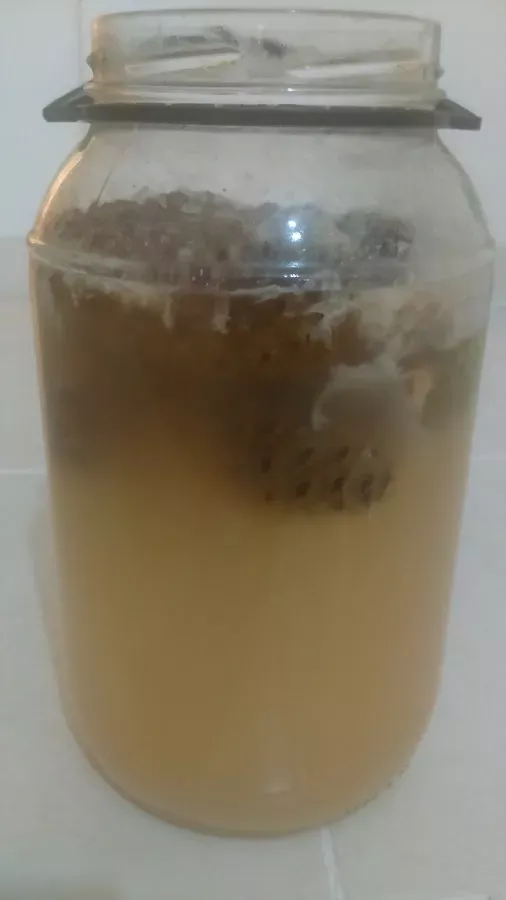 Çam kozalağı sirkesi