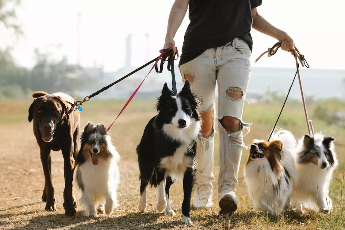 Köpek Dili ve Edebiyatı