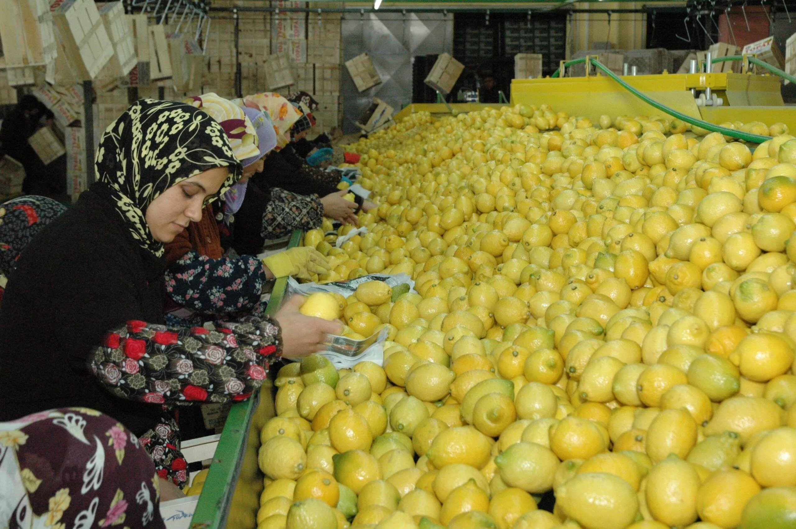 Limonun Başkenti Erdemli