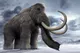 Donmuş Yünlü Mamut Fosilinden Antik Sağlam Kromozom Çıkarıldı