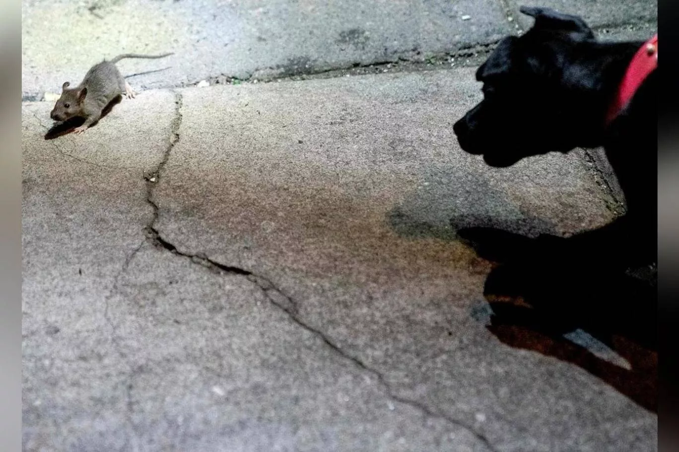 Köpekler Ve Fareler