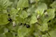 Güzel Avrat Otu (Atropa belladonna L.): Biyolojisi, Kullanımı ve Etkileri