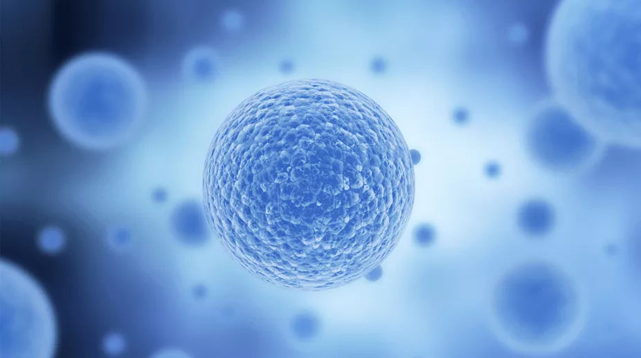 Hücrelerde Protein Üretiminin Azalması ve İnsan Ömrüne Etkisi: Yeni Biyolojik Keşifler