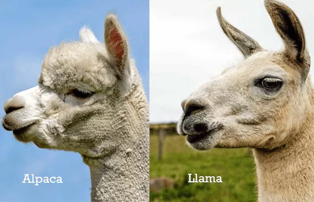 Llamalar ve Alpakalar Arasındaki Farklılıklar