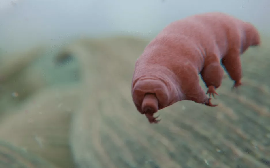 Tardigradların Radyasyona Dayanıklılığının Sırrı Çözülüyor