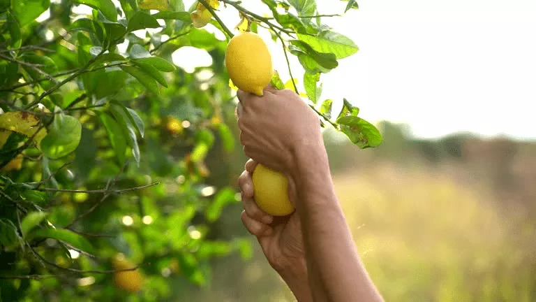Bir Limon Ağacı Hikayesi