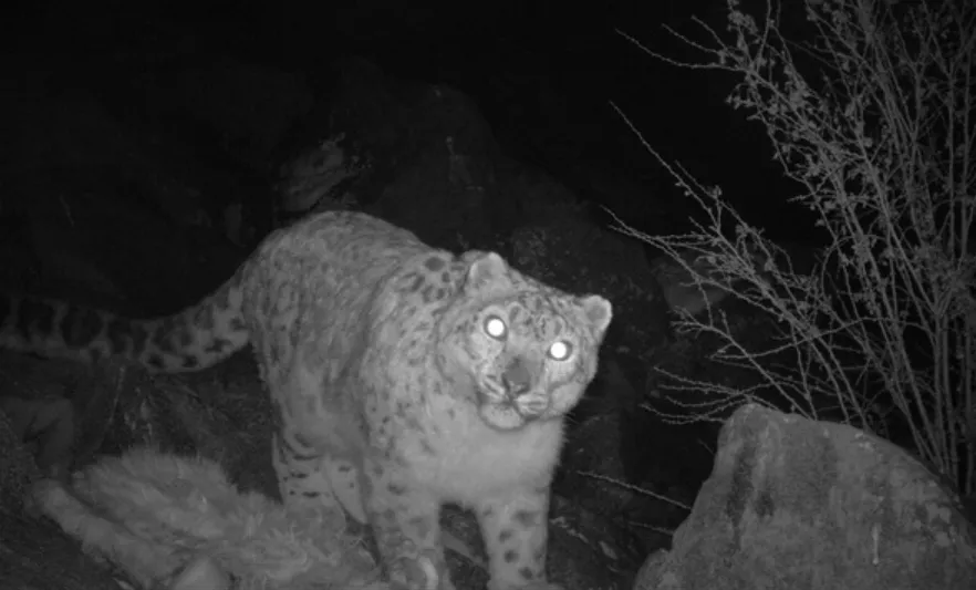 leopar