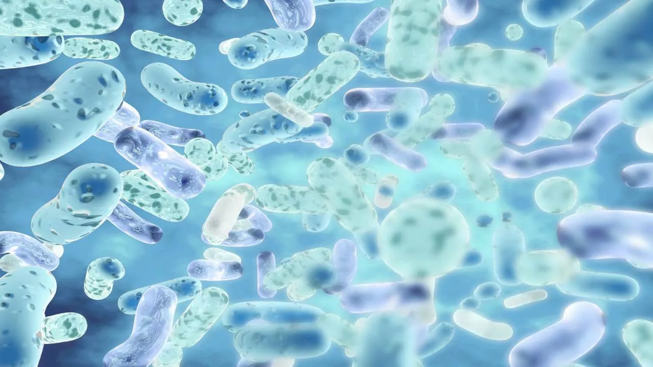 Bağırsak Sağlığının Koruyucu Kalkanı: Faecalibacterium Bakterisi ve Lifli Beslenmenin Önemi