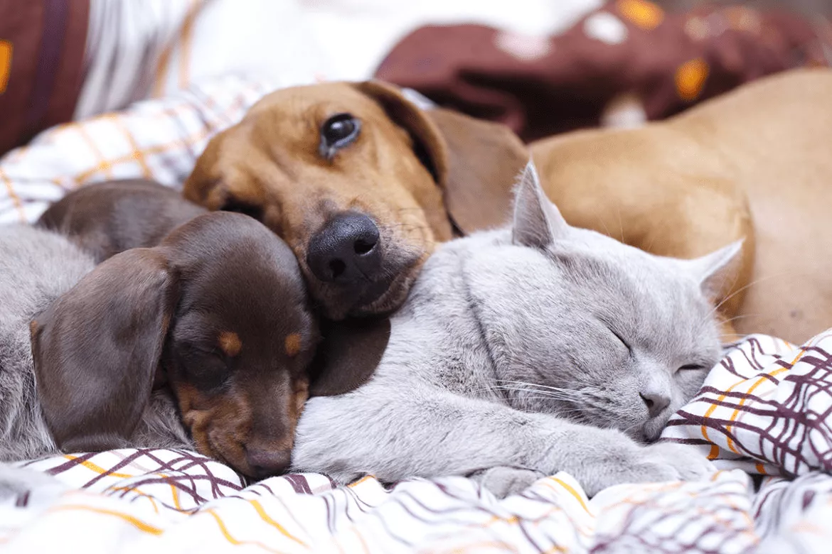 Kediler ve Köpekler Rüyalarında Neler Görüyor? Bilimsel Bir Bakış