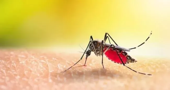Chikungunya Tehdidi: Dünya Sağlık Örgütü’nün Uyarısı