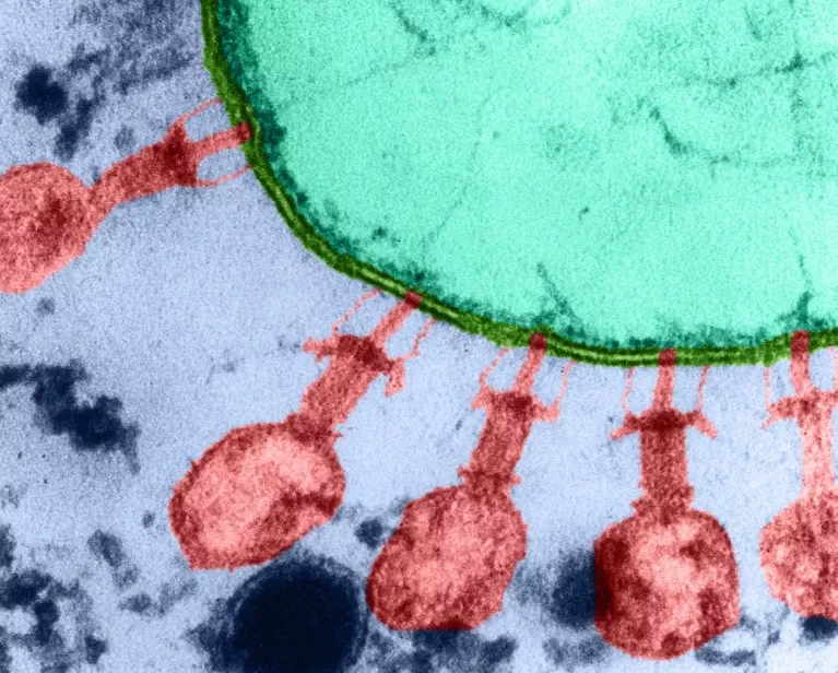 Yapay Zeka Destekli Virüsler: Antibiyotik Direncine Karşı Yeni Bir Umut Mu?